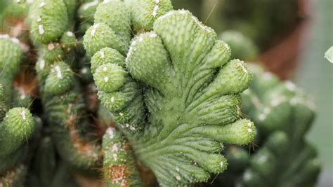 山影拳|山影拳的介紹及照顧